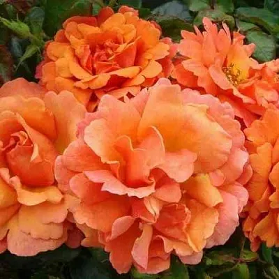 Саженцы роз БРИДЖ ОФ САЙЗ плетистая  Саженцы роз БРИДЖ ОФ САЙЗ плетистая в Раменском