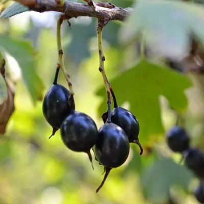 Смородина золотистая ДУСТЛИК  Смородина золотистая ДУСТЛИК в Раменском