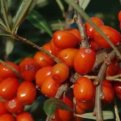 Облепиха ВОРОБЬЕВСКАЯ  Облепиха ВОРОБЬЕВСКАЯ в Раменском