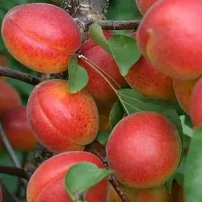 Абрикос НЬЮ-ДЖЕРСИ  Абрикос НЬЮ-ДЖЕРСИ в Раменском