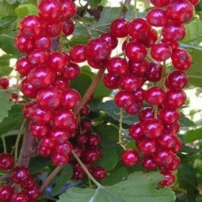 Смородина красная ПУРПУРНАЯ  Смородина красная ПУРПУРНАЯ в Раменском