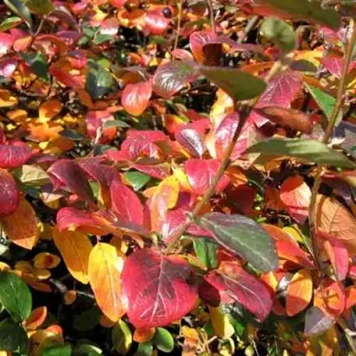 Кизильник блестящий в Раменском