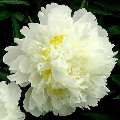 Пион ЗОЛОТОЙ ОРЕОЛ травянистый  Пион ЗОЛОТОЙ ОРЕОЛ травянистый в Раменском