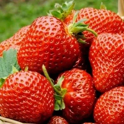 Клубника ФЛОРЕНС  Клубника ФЛОРЕНС в Раменском