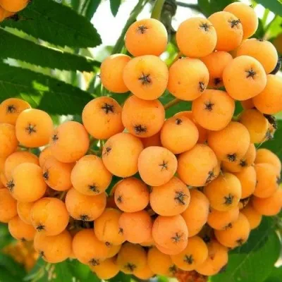 Рябина НЕВЕЖИНСКАЯ ЖЕЛТАЯ сладкоплодная — описание сорта Рябина НЕВЕЖИНСКАЯ ЖЕЛТАЯ сладкоплодная в Раменском