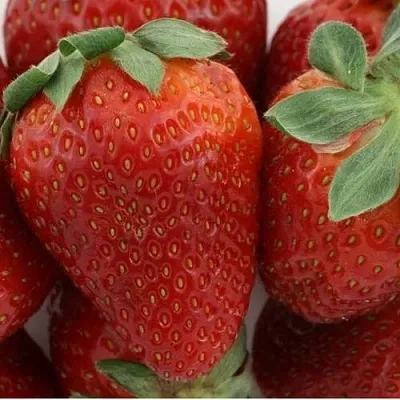 Клубника ФЛАМИНИЯ  Клубника ФЛАМИНИЯ в Раменском