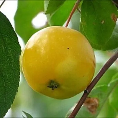 Яблоня КИТАЙКА ЖЁЛТАЯ колонновидная  Яблоня КИТАЙКА ЖЁЛТАЯ колонновидная в Раменском