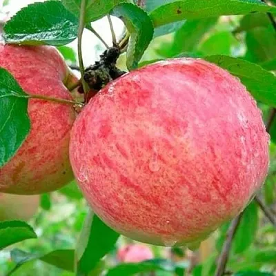 Яблоня КОРИЧНОЕ ПОЛОСАТОЕ  Яблоня КОРИЧНОЕ ПОЛОСАТОЕ в Раменском