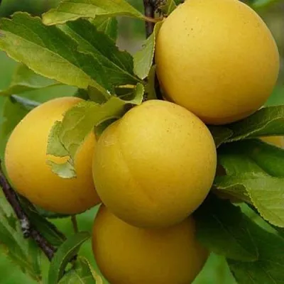 Слива СОЛНЫШКО  Слива СОЛНЫШКО в Раменском