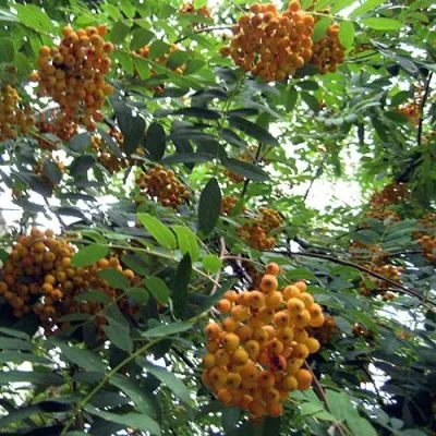 Рябина НЕВЕЖИНСКАЯ ЖЕЛТАЯ сладкоплодная — описание сорта Рябина НЕВЕЖИНСКАЯ ЖЕЛТАЯ сладкоплодная в Раменском