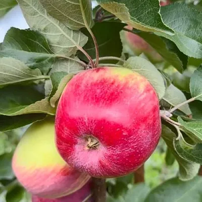 Яблоня АРБАТ колонновидная  Яблоня АРБАТ колонновидная в Раменском