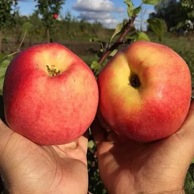 Яблоня КОВРОВОЕ стелющаяся  Яблоня КОВРОВОЕ стелющаяся в Раменском