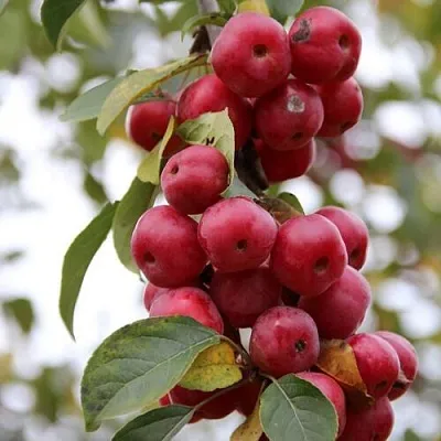 ЯБЛОНЯ РЕД ОБЕЛИСК ЯБЛОНЯ РЕД ОБЕЛИСК