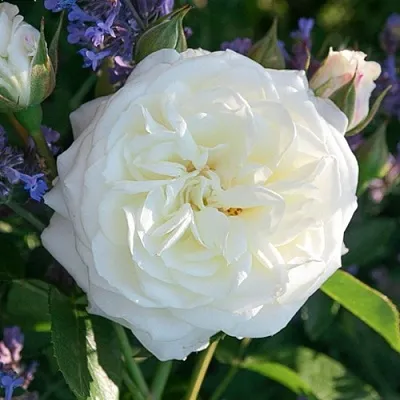 Саженцы роз АЛАБАСТЕР флорибунда  Саженцы роз АЛАБАСТЕР флорибунда в Раменском