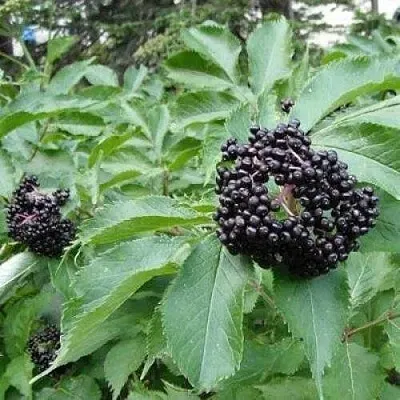 Бузина черная КЛАДЗЕЗЬ  Бузина черная КЛАДЗЕЗЬ в Раменском