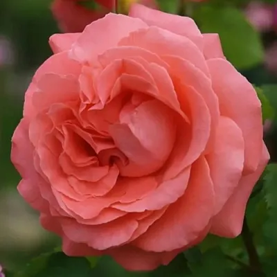 Саженцы роз ДИДИ БРИДЖУОТЕР плетистая  Саженцы роз ДИДИ БРИДЖУОТЕР плетистая в Раменском