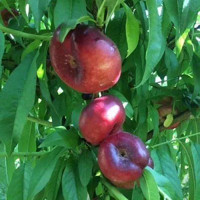 Нектарин ДОНАТ ИНЖИРНЫЙ в Раменском