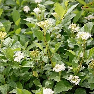 Дерен ФЛАВИРАМЕА отпрысковый   Дерен ФЛАВИРАМЕА отпрысковый  в Раменском