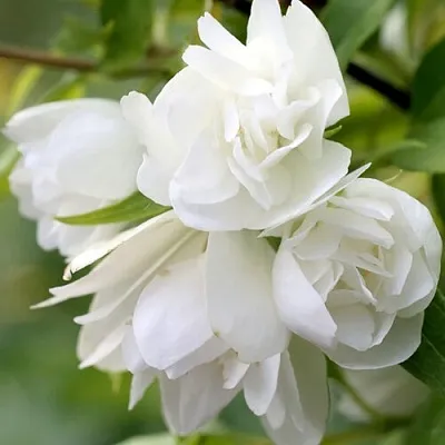 Жасмин МАНТО Д’ЭРМИН  Жасмин МАНТО Д’ЭРМИН в Раменском