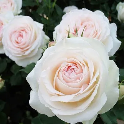 Саженцы роз ПАЛЕ РОЯЛЬ плетистая  Саженцы роз ПАЛЕ РОЯЛЬ плетистая в Раменском