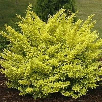 Барбарис АУРЕА тунберга  Барбарис АУРЕА тунберга в Раменском