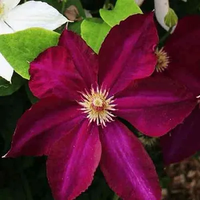 Клематис МАЗОВШЕ в Раменском