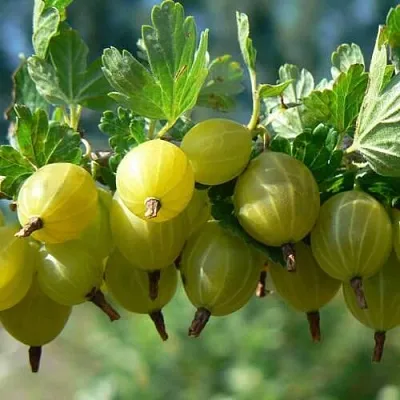 Крыжовник ХИННОНМАЙНЕН КЕЛЬТАЙНЕН в Раменском