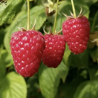 Малина МАПЕМА   Малина МАПЕМА  в Раменском