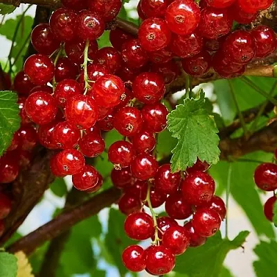 Смородина красная НАТАЛИ  Смородина красная НАТАЛИ в Раменском