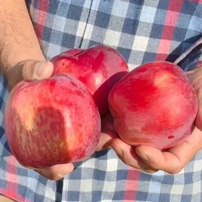 Яблоня ПАМЯТЬ КОВАЛЕНКО в Раменском