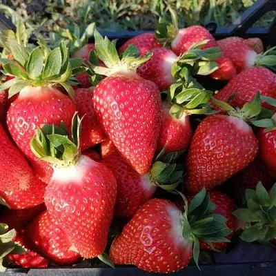 Клубника ЛЮЧИЯ  Клубника ЛЮЧИЯ в Раменском