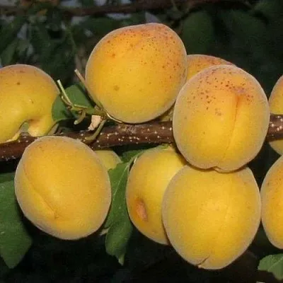 Абрикос ДЕСЕРТНЫЙ ГОЛУБЕВА  Абрикос ДЕСЕРТНЫЙ ГОЛУБЕВА в Раменском