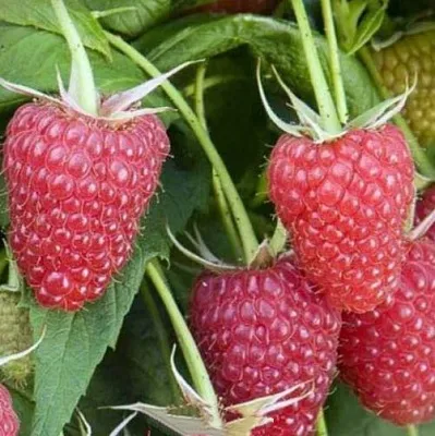 Малина ЕВРАЗИЯ  Малина ЕВРАЗИЯ в Раменском