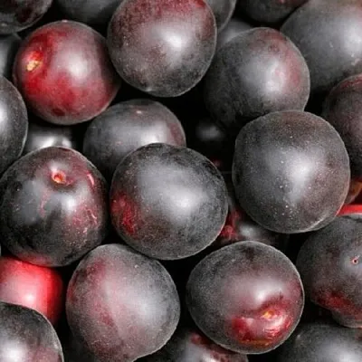 Абрикос ЧЕРНЫЙ ПРИНЦ  Абрикос ЧЕРНЫЙ ПРИНЦ в Раменском