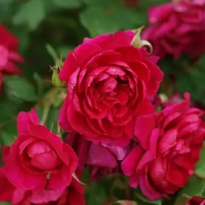 Саженцы роз КВАДРА плетистая  Саженцы роз КВАДРА плетистая в Раменском