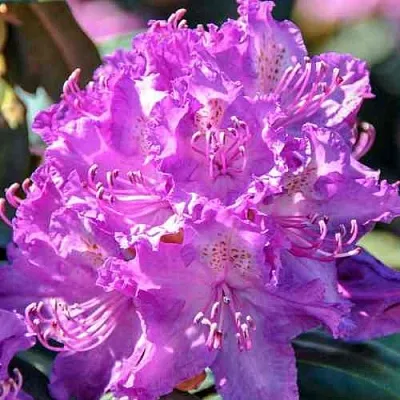 Рододендрон АЛЬФРЕД в Раменском