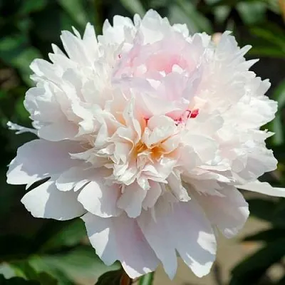 Пион АЛЕРТИ травянистый  Пион АЛЕРТИ травянистый в Раменском