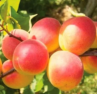 Абрикос NJA-19  Абрикос NJA-19 в Раменском