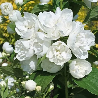 Жасмин махровый  Жасмин махровый в Раменском