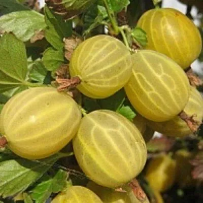 Крыжовник КУРШУ ДЗИНТАРС в Раменском