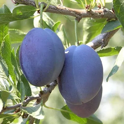 Слива СТЭНЛИ  Слива СТЭНЛИ в Раменском