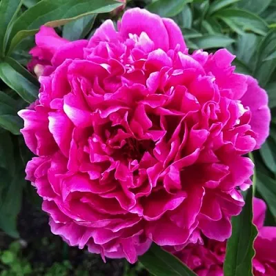 Пион КАРЛ РОЗЕНФЕЛЬД травянистый  Пион КАРЛ РОЗЕНФЕЛЬД травянистый в Раменском