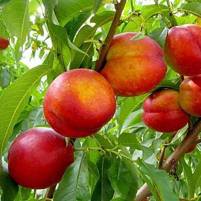 Нектарин ХАРБЛЕЙЗ в Раменском