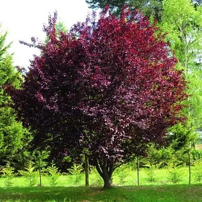 Слива НИГРА растопыреная   Слива НИГРА растопыреная  в Раменском