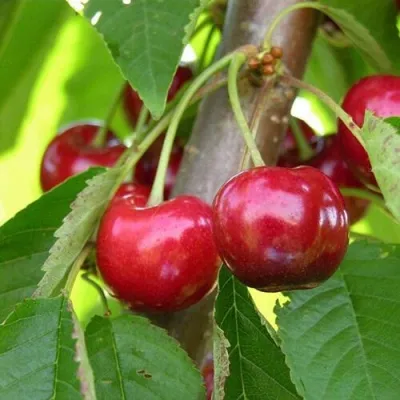 Черешня 15-26-5 — описание сорта Черешня 15-26-5 в Раменском