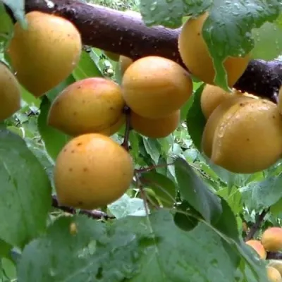 Абрикос МАНИТОБА в Раменском