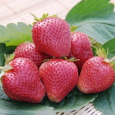 Клубника ВИМА КСИМА  Клубника ВИМА КСИМА в Раменском