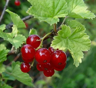 Смородина альпийская ШМИДТ  Смородина альпийская ШМИДТ в Раменском