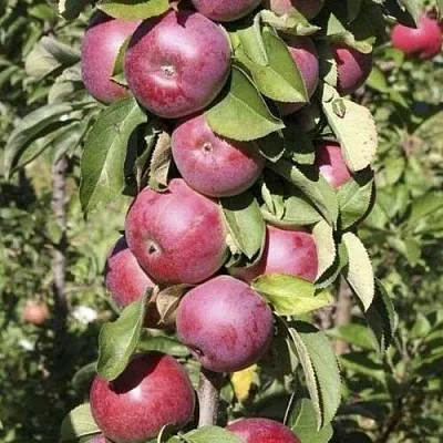 Яблоня ЕСЕНИЯ колонновидная  Яблоня ЕСЕНИЯ колонновидная в Раменском