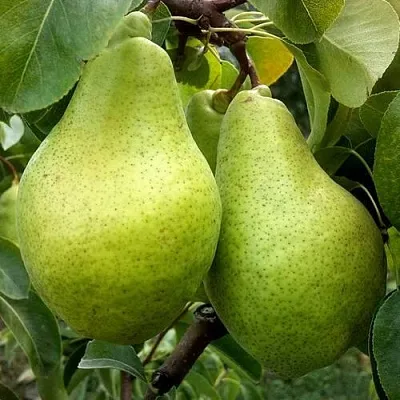 Груша НОЯБРЬСКАЯ ЗИМНЯЯ  Груша НОЯБРЬСКАЯ ЗИМНЯЯ в Раменском